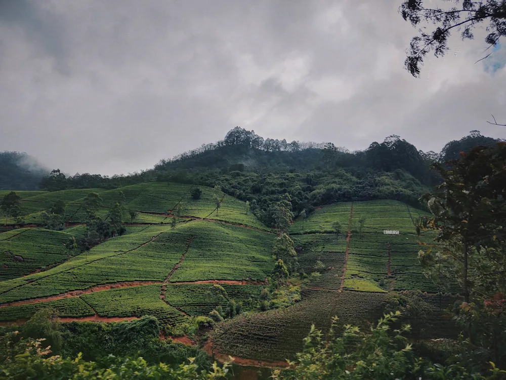 Tea plantations in the Sri Lankan hill country