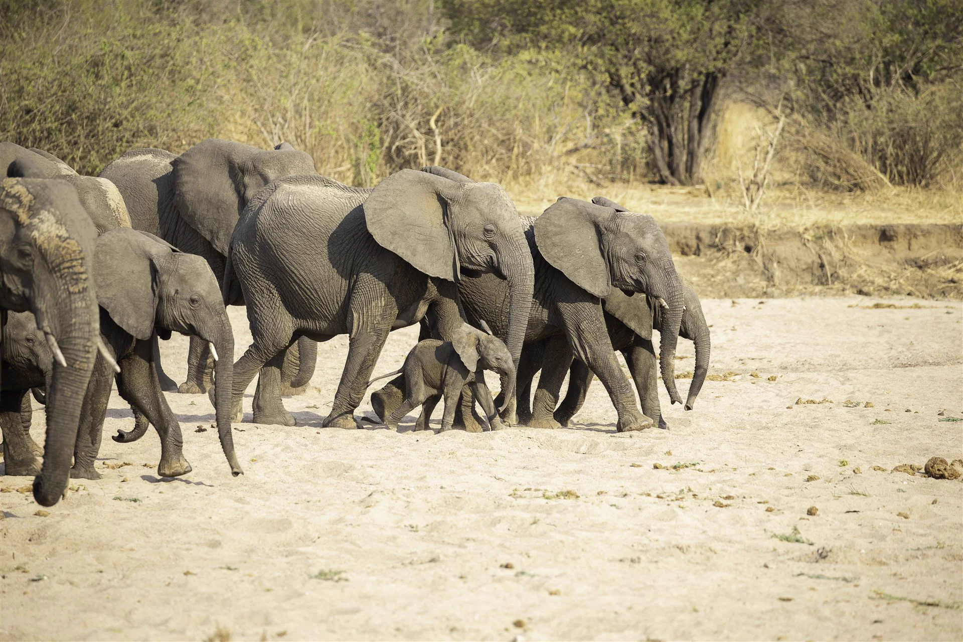 Elephant herd crossing dry riverbed in Tanzania, luxury safari by StoryTailor